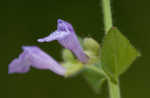 Small skullcap